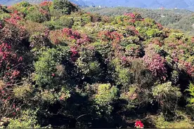 2023贵州之旅（5）——游贵州毕节，赏百里杜鹃花海。图片