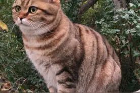 为什么摸猫的时候咕噜咕噜地，过了一会转过头来咬我呢？图片