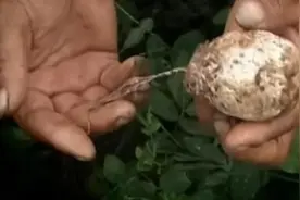 故事:山东村庄发现怪蛋,蛋中藏蛋还有尾巴,专家调查感到不可思议图片