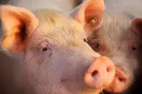 猪战斗力一点都不强，为什么至今没灭绝？其实它的祖先很可怕图片