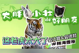 大老虎满林海溜达，抢着从西伯利亚过境来中国，还会给人让路图片