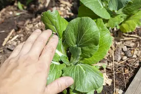 白菜家族趣味多，小白菜竟是大白菜的“爸爸”，且变种多到认不出图片