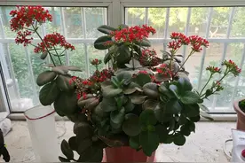 喜欢长寿花，就养“大叶红”，集好看、喜庆于一身，好养还爱开花图片