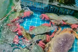 买回3斤梭子蟹，其中约1.3斤是捆绑带...图片