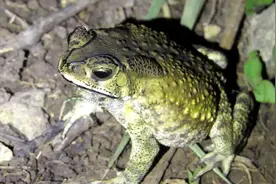 1斤5000块，“癞蛤蟆”脱下的皮居然这么贵，它究竟有什么价值？图片