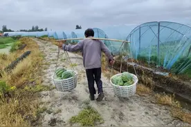 1个瓜农N个帮！10万斤滞销西瓜在上海卖掉了，东台瓜农朱大爷笑了图片