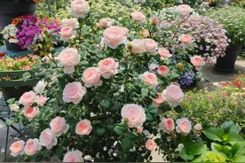 月季红蜘蛛爆发的季节来了，这样做消灭“小妖精”，月季花开满园图片