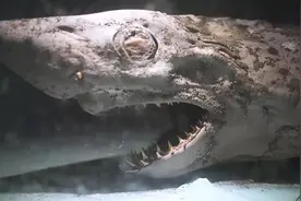 废弃水族馆惊现「僵尸」鲨鱼，恐怖片的素材又增加了图片