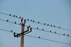 为什么鸟儿停在电线杆上却不会触电呢？图片