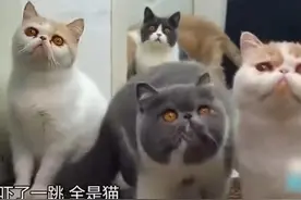 女子爱猫超过丈夫，31平小房子与50只猫同吃同睡，两人曾因猫离婚图片