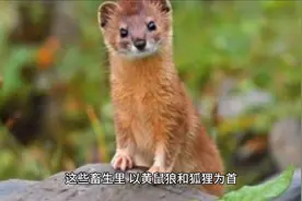 每天听故事 黄皮子讨封#民间故事图片