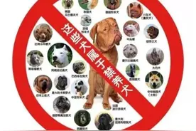 想养狗，不建议养这几种狗图片