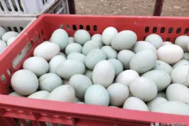 鸭蛋为啥有青色和白色？有哪些地方不同？一样的价钱，区别还挺大图片