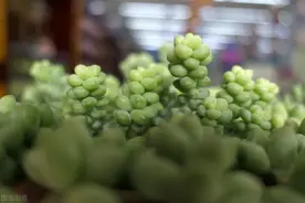 细河沙真不能拌种花？图片