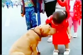 小女孩以为去世的狗狗又回来了，主动过去亲吻，还抱住不愿松手图片