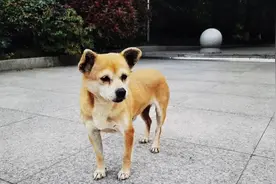 你的回忆里有“它”吗？海安中学“阿黄主任”……图片