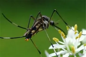 都说存在即合理，那蚊子存在的意义是什么？蚊子灭绝了世界会怎样图片