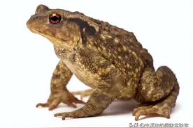 你敢想吗？有毒的癞蛤蟆竟然还可以做成美食图片