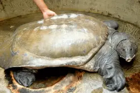 全球仅存3只的“神兽”，我国就有一只，无法有效繁殖或走向灭绝图片