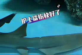 护士鲨到家半个月了，尾巴的伤也快好了，也长了五厘米左右了#护士鲨 #海洋生物 #神奇动物在抖音 #养鱼人老杨 @养鱼人老杨小号视频封面