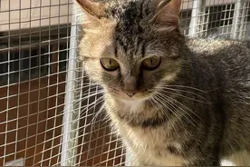 请养猫人一定要知道的猫传腹图片