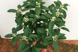 桂花有3个“爱好”，满足它，花更多，更茂盛，绿油油长势喜人图片