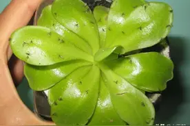 花盆里总有小黑飞虫？教你几招轻松解决难题！图片