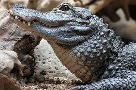 安徽老汉救下扬子鳄,每天贴钱买生肉喂养,10年后扬子鳄携老婆归来图片