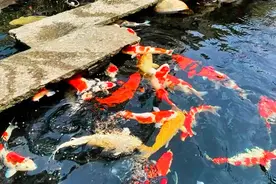 锦鲤养殖技巧之新鱼入池篇，新手必备!图片