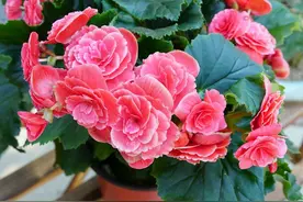 阳台稍难养花卉四季海棠盆栽经验图片