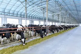 科左后旗：“黄牛之乡”产业链条再升级图片