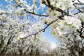 “花痴”的路线，带你看遍“花样新都”图片