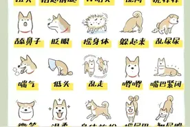 狗狗暖知识丨肢体语言超详解图片