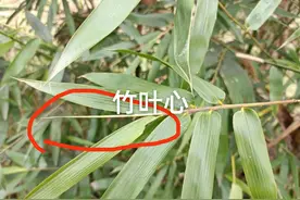 农村常见的竹子，它的竹叶心泡水作用厉害了，去山上采摘来备用图片