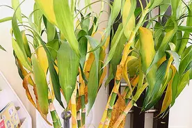 富贵竹黄叶是什么原因造成的，如何解决？图片