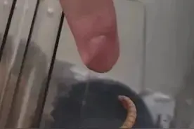 大学生网购零食放虫子敲诈40多次？反复坑同一商家被怀疑图片