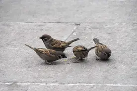 中国本土麻雀已绝种？都是“进口货”惹的祸？图片