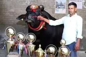 印度牛界之王“苏丹”，身价2100万，每天睡前都要喝一杯威士忌图片