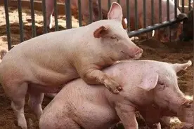 第三章：猪场人工授精技术，怀孕母猪的饲养管理，没公猪也能怀孕图片