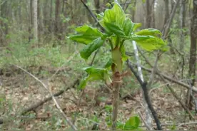 长着尖刺的一种美味野菜，名字叫刺老芽，你吃过吗？图片