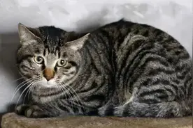 狸花猫的弃养率为何一直居高不下？这5点原因了解一下图片