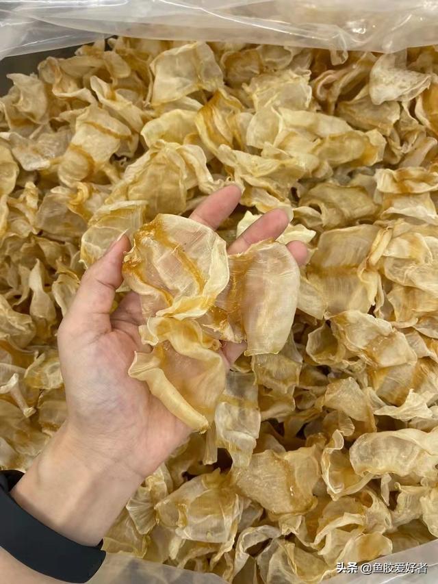 食花胶会减肥吗 2026年食花胶会减肥吗知乎