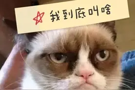 怎么让汪星人和喵星人记住自己的名字图片