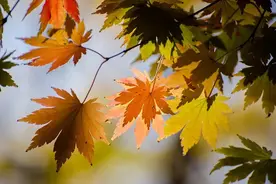 钢琴王子理查德·克莱德曼《秋日私语》：描述秋天里的童话图片