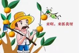 果实蝇来势汹汹 这几招让它“插翅难逃”，有效预防落果图片