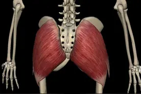 肌肉详解-臀大肌图片