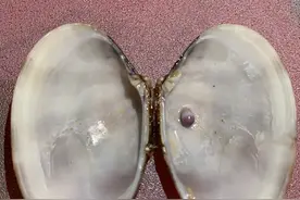 罕见！大连一市民花蚬子里吃出淡紫色珍珠图片