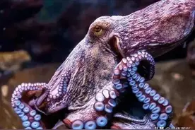 这些受核辐射变异的生物，你可能一个都没见过图片