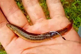 “泥鳅钓鱼”为何会被禁止？它的危害有多大？真能钓空一个水库？图片