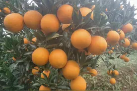 柑橘爱媛果冻橙，价格为啥会先挫后扬？图片